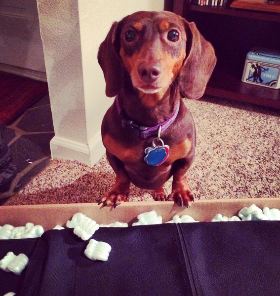 This is Coco Bean and me saying Good Bye. It's so HARD… You can see she's worried. Sometimes I think we are the same person. It's a good thing I packed so well.  