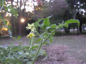 One of My Tomato Plants Silently Blooming.